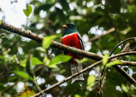 Bird Watching Cusco and Machupicchu 4 days
